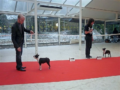 des Hauts coureurs - Paris dog show