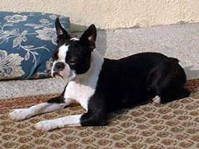 CH. Sweetheart krakmont des Hauts coureurs