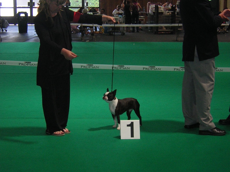LES CHIENS DE CLIENTS