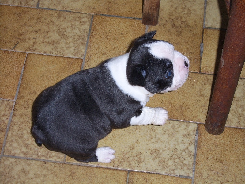 CHIOTS